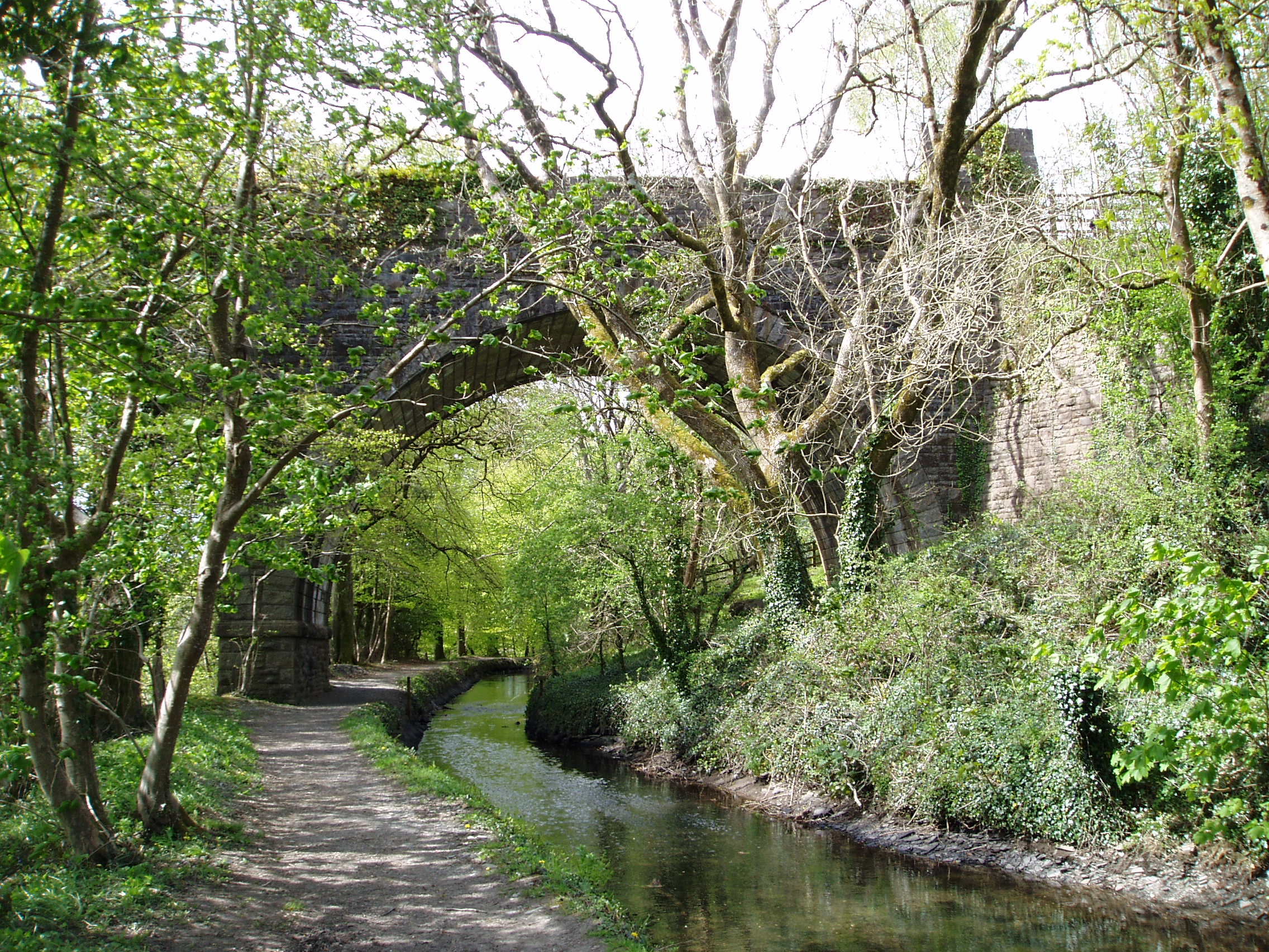 Tavistock Canal below Shillamill Viaduct 8 May 2016
